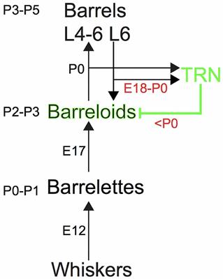 Functional Topography and Development of Inhibitory Reticulothalamic Barreloid Projections